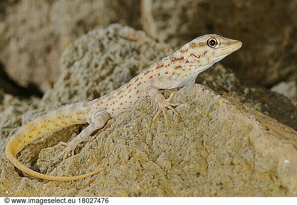 Abdel Kuri Rock Gecko (Pristurus abdelkuri) erwachsen  auf Fels ruhend  Abd al Kuri-Insel  Sokotra-Archipel  Jemen  Marsch  Asien