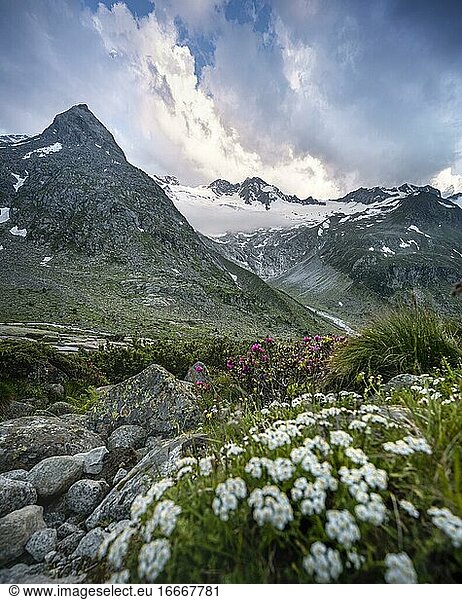 Abendstimmung  Alpenblumen  Berge am Berliner Höhenweg  links Berggipfel Steinmandl rechts Großer Möseler  Gletscher Waxeggkees  Zillertaler Alpen  Zillertal  Tirol  Österreich  Europa