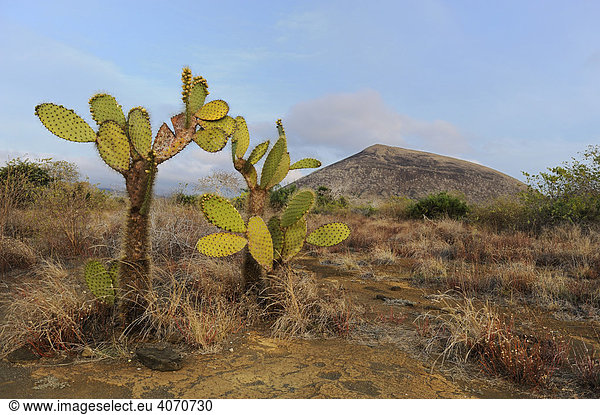 Abendstimmung in der Bucht von Puerto Egas mit Baumopuntien (Opuntia echios) im Vordergrund auf der Insel Santiago Galapagos Ecuador Südamerika