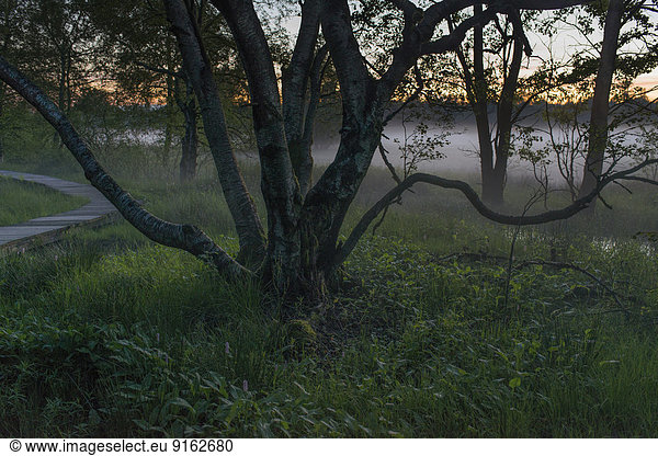 Abendstimmung mit Nebelschwaden  Naturschutzgebiet Schwarzes Moor  Hochmoor  UNESCO-Biosphärenreservat Rhön  Fladungen  Bayern  Deutschland