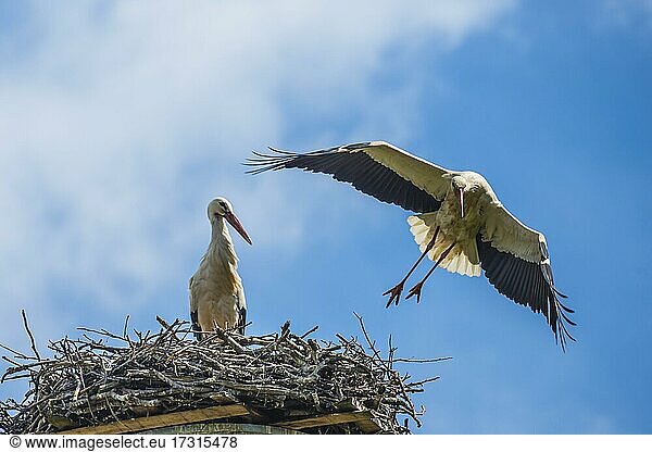 Abflug eines Weißstorches (Ciconia ciconia) vom Nest Baden-Württemberg Deutschland Europa