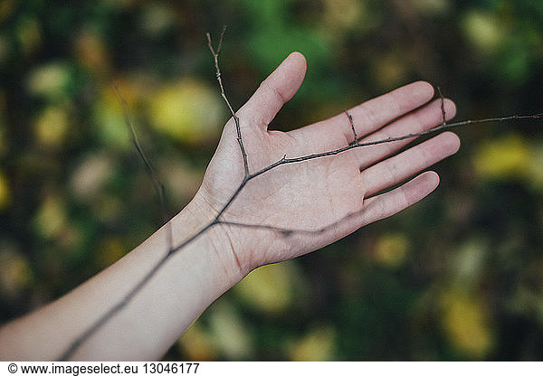 Abgehackte Hand einer Frau  die Zweige berührt
