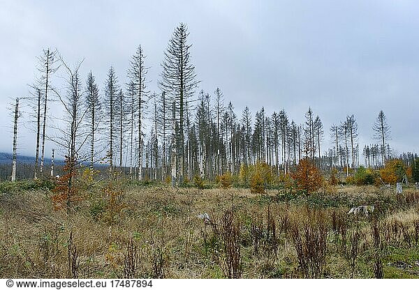 Abgeholzte Waldfläche und kahle Fichten  Radautal  Nationalpark Harz  Harz  Niedersachsen  Deutschland  Europa