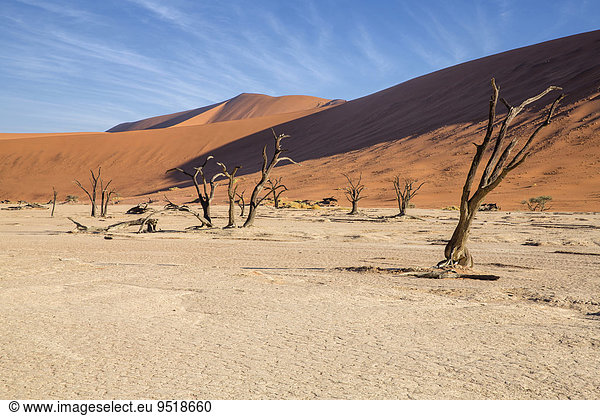 Abgestorbene Bäume  Deadvlei  Sossusvlei  Namibia  Afrika