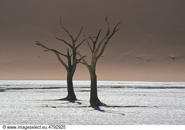 Abgestorbene Bäume im alten Flussbett im Deadvlei  Namib Naukluft Park  Namibia  Afrika