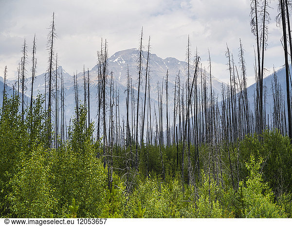 Abgestorbene  blattlose Bäume ragen aus dem neu wachsenden Wald an einem Berghang heraus; Edgewater  British Columbia  Kanada
