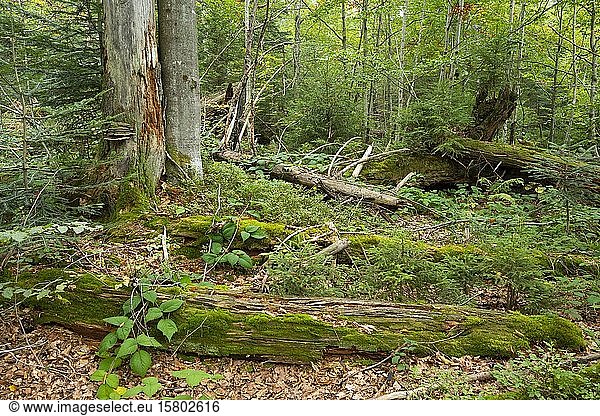 Abgestorbene Fichten (Picea abies)  Totholz und junge Bäume  Waldsanierung im Nationalpark Bayerischer Wald  Bayern  Deutschland  Europa