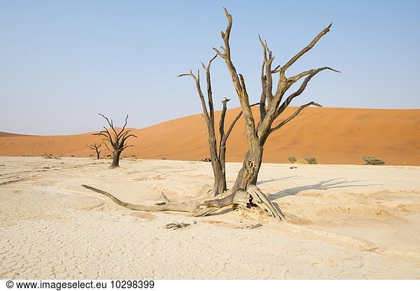 Abgestorbene Kameldornbäume (Acacia erioloba) im Deadvlei Sossusvlei Namib Wüste Namibia Afrika