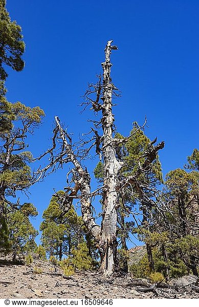 Abgestorbene Kanarischen (Pinus canariensis) Kiefer am Weg zum Sombrero de Chasna Teide Nationalpark Teneriffa Kanarische Inseln Spanien Europa