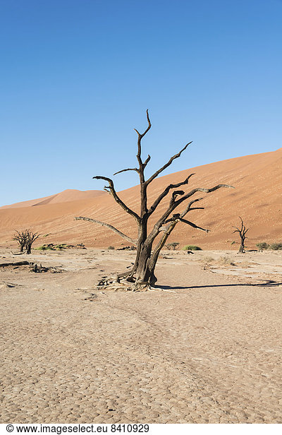Abgestorbener Baum in ausgetrockneter Salz-Ton-Pfanne  Dead Pan  Sossusvlei  Namib-Wüste  Namibia