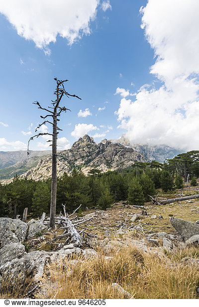 Abgestorbener Baum vor Berg  Col de Bavella  Bavella-Massiv  Korsika  Frankreich  Europa