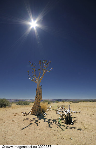 Abgestorbener Köcherbaum (Aloe dichotoma)  Namibia  Afrika