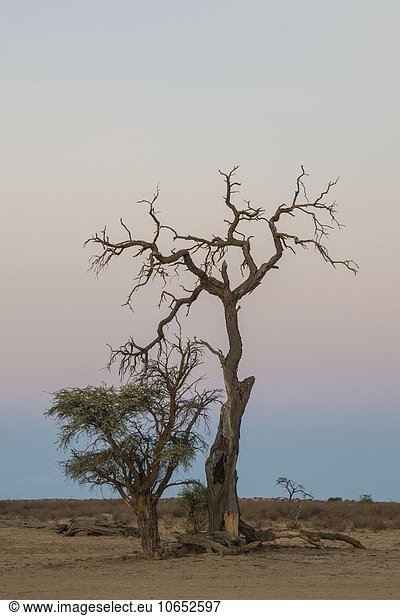 Abgestorbener und Laub tragender Kameldornbaum (Vachellia erioloba)  Nossob Road  Kgalagadi Transfrontier Park  Nordkap Provinz  Südafrika