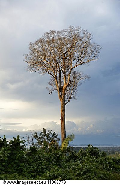 Abgestorbener Urwald Baum in einer gerodeten Fläche  Amazonas-Regenwald zwischen Itaituba und Trairao  Bundesstaat Pará  Brasilien  Südamerika