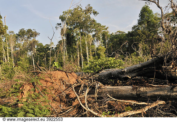 Abholzung  Zerstörung des Amazonas Regenwaldes  Mato Grosso  Brasilien  Südamerika
