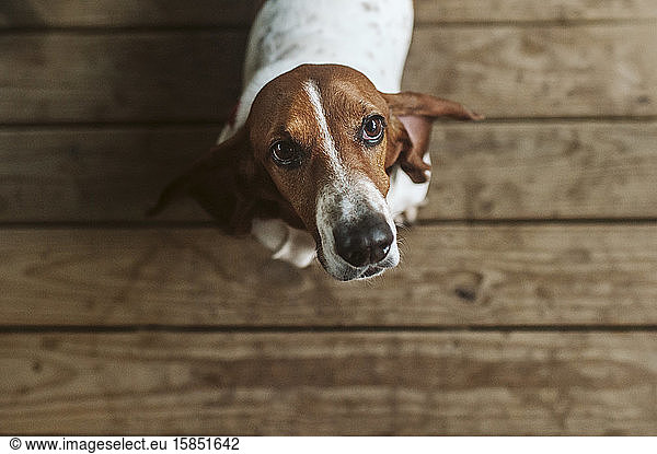 Above image of Basset hound dog standing on deck looking up
