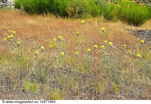 Abrepu?os (Centaurea ornata) ist eine mehrjährige Pflanze  die auf der Iberischen Halbinsel heimisch ist. Dieses Foto wurde im Naturpark Arribes del Duero  Provinz Zamora  Castilla y Leon  Spanien aufgenommen.