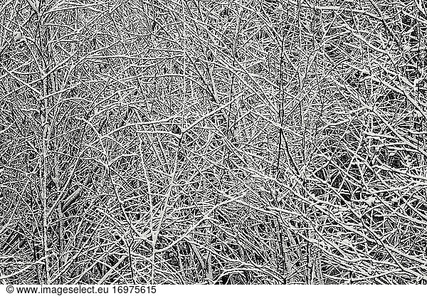 Abstract black and white of snow covered tangle of branches  Maine