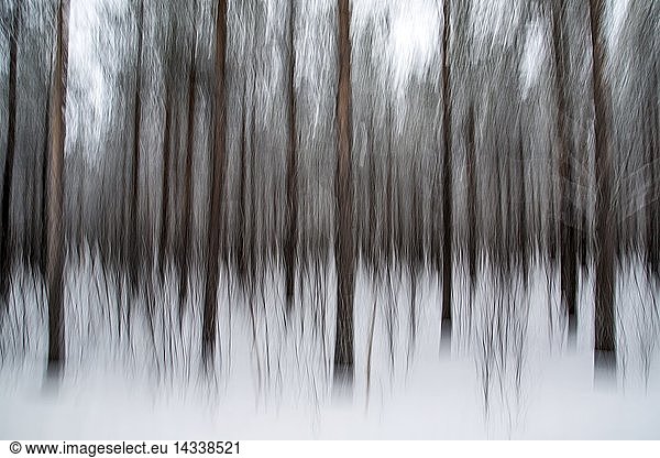 Abstract detail of snow covered trees in the woods Lapland  Lyngen  Alps TromsA? Norway  Europe