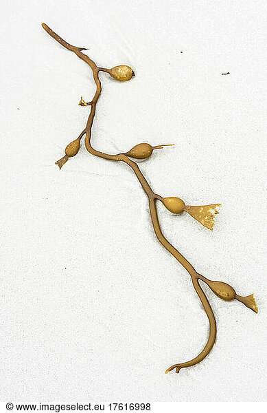 Abstract pattern of a strand of brown kelp (Laminariales) buried in the icy  white sand; Falkland Islands  Antarctica