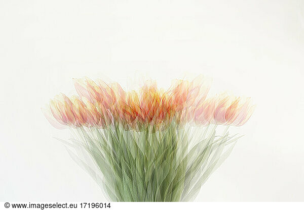 Abstract view of bunch of red and yellow tulips in pale background
