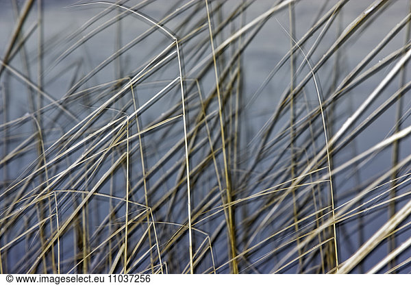 Abstraction of reed Sweden.
