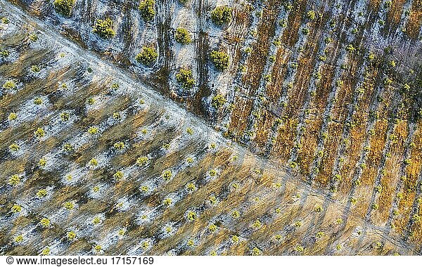 Abstrakte Muster von kultivierten Olivenbäumen (Olea europaea). Ansicht aus der Luft. Drohnenaufnahme. Provinz C?rdoba  Andalusien  Spanien.