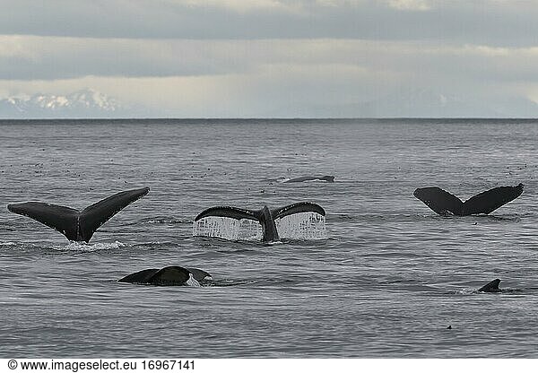 Abtauchende Buckelwale (Megaptera novaeangliae) zeigen ihre Fluken  Inside Passage  Alaska  USA  Nordamerika