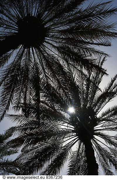 Abu Dhabi Hauptstadt Vereinigte Arabische Emirate VAE Baum Silhouette Verabredung Oase