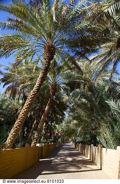 Abu Dhabi Hauptstadt Vereinigte Arabische Emirate VAE Naher Osten Al-Ain Oase