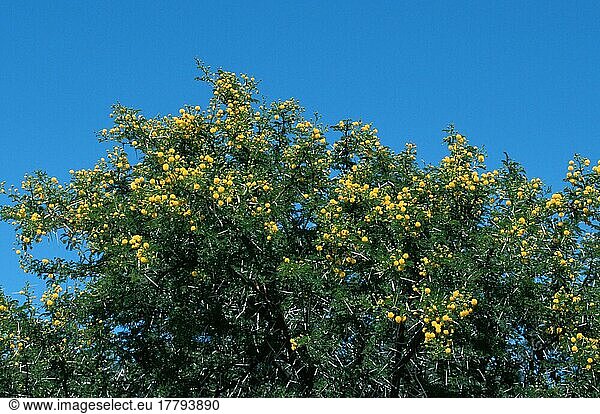 Acacia  South_Africa  Akazie (Acacia)  Südafrika  Laubbaum  Laubbäume  deciduous trees  Pflanzen  Hülsenfrüchtler (Leguminosae)  gelb  blühend ing  Querformat  horizontal