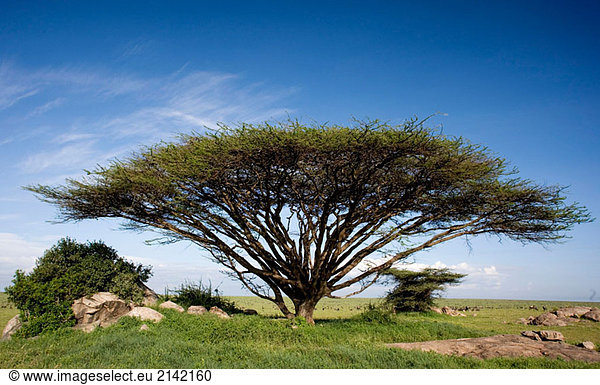 Acacia Tree (Acaciae). Serengeti  Tansania  Afrika.