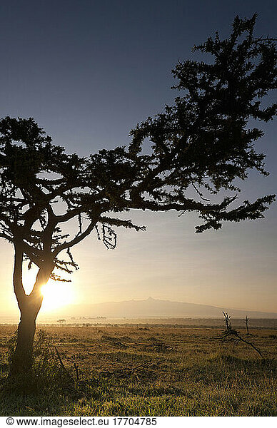Acacia Tree At Dawn With Mt Kenya Behind  Ol Pejeta Conservancy; Kenya