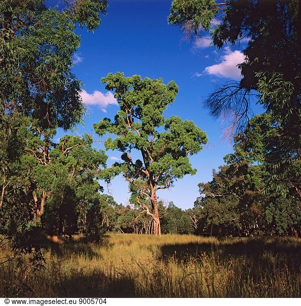 Acacia vulnerable species  Lake Bindegolly National Park  western Queensland  Australia