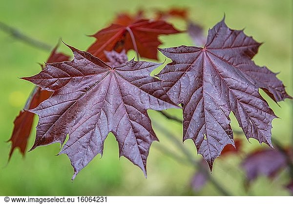 Acer platanoides Baumblätter  Sorte Royal Red  Emerald Queen Maple auch Spitzahorn genannt.