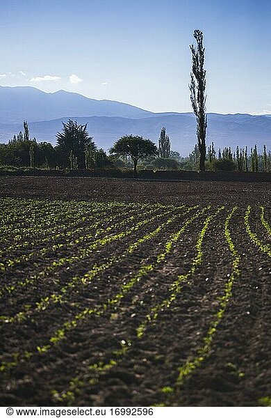 Ackerland im Cachi-Tal  Calchaqui-Täler  Provinz Salta  Nordargentinien