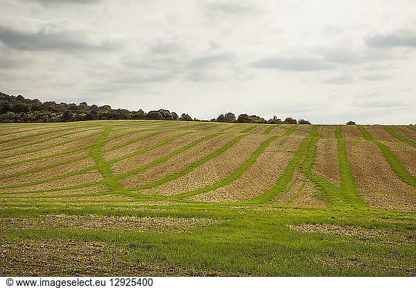 Ackerlandschaft im August  eine hügelige Landschaft mit grünen und braunen Feldern  grünes Getreide  das nach der Ernte in Streifen über die gepflügten Felder wächst.