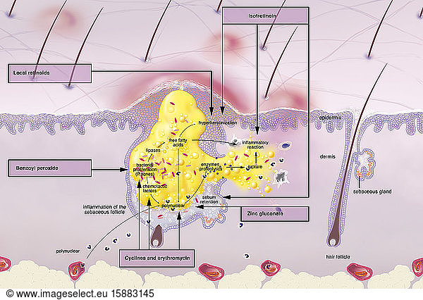 DERMIS pictures - 6577 stock photos and images