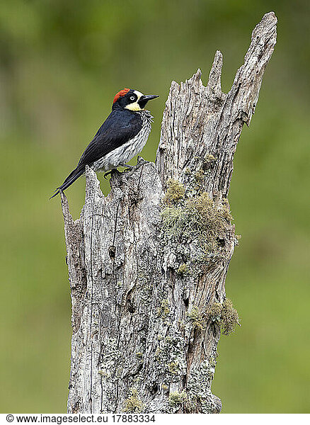 Acorn woodpecker (Melanerpes formicivorus) on old lichen-covered ilog  Chiriqu? Highlands  Panama