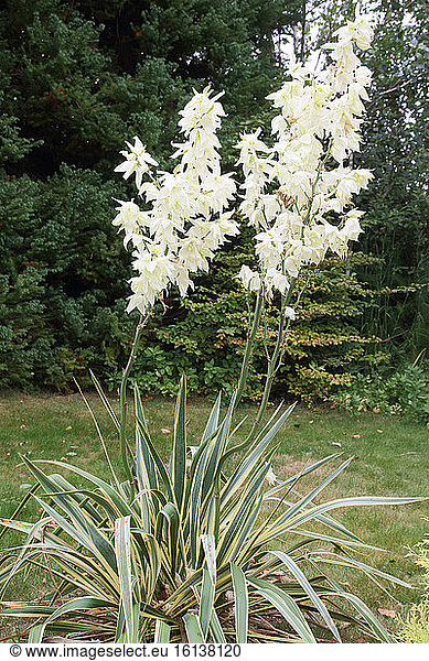 Adam's Needle (Yucca filamentosa) hybrid variegated flowers in summer in a garden  Brittany  France