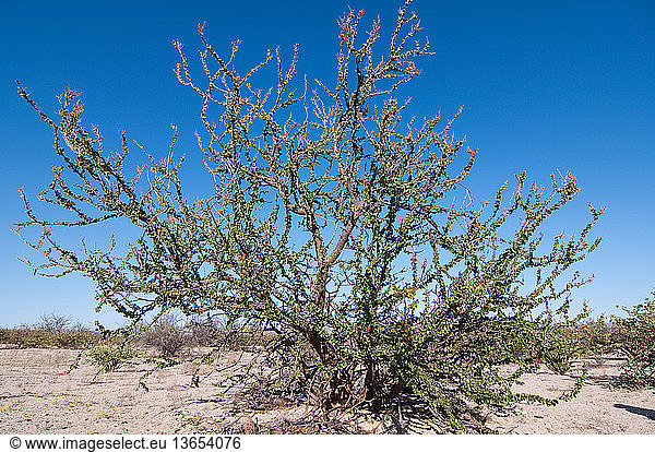 Adam's Tree (Fouquieria diguetii)  a member of the ocotillo family (Fouquieriaceae). This is typical scrub vegetation in the Bahia de los Angeles area of eastern Baja  Mexico.