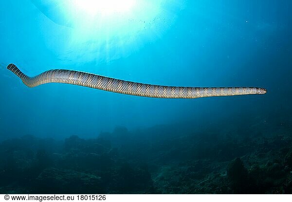 Adder flat-tail Adder flat-tail, Adder flat-tails, Yellow-lipped sea ...