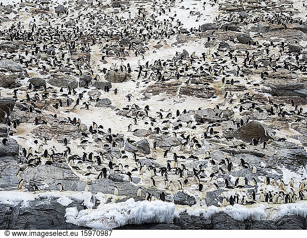 Adelie penguin (Pygoscelis adeliae) breeding colony at Heroina Island  Danger Islands  Weddell Sea  Antarctica  Polar Regions