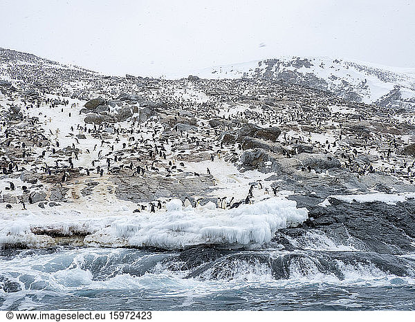 Adelie penguin (Pygoscelis adeliae) breeding colony at Heroina Island  Danger Islands  Weddell Sea  Antarctica  Polar Regions