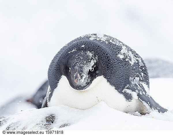 Adelie penguin (Pygoscelis adeliae)  breeding colony on Paulet Island  Weddell Sea  Antarctica  Polar Regions