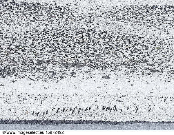 Adelie penguin (Pygoscelis adeliae)  breeding colony on Paulet Island  Weddell Sea  Antarctica  Polar Regions