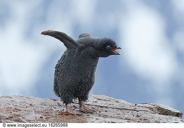 Adelie Penguin (Pygoscelis adeliae)  Young bird  with wings spread  Petermann Island  Wilhelm Archipelago  Antarctic Peninsula  Antarctica