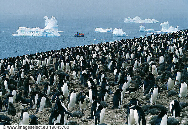 Adelie penguins colony