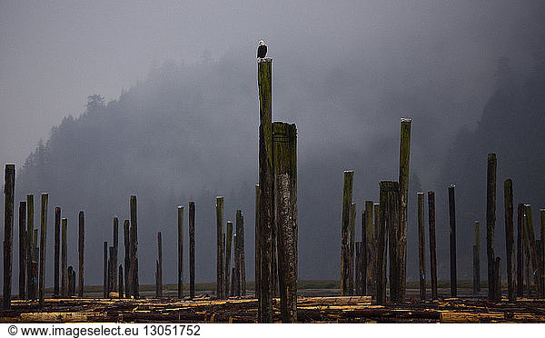 Adler auf Holzpfosten auf dem Feld sitzend
