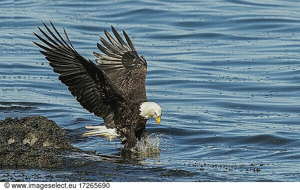 Adler fliegt auf dem Wasser mit einem Fisch in seinen Krallen  Adler fängt Fisch aus nächster Nähe  Guanacaste  Costa Rica  Mittelamerika
